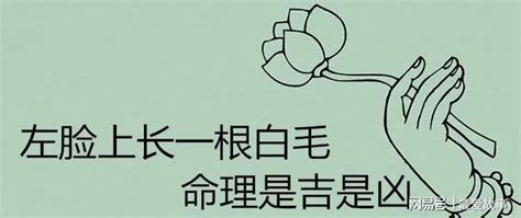 左臉長白毛|【臉頰白毛】臉頰白毛，命運吉凶大揭密！發生時機、處理方法全。